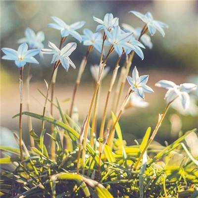 欢乐斗牛腾讯下载手机版